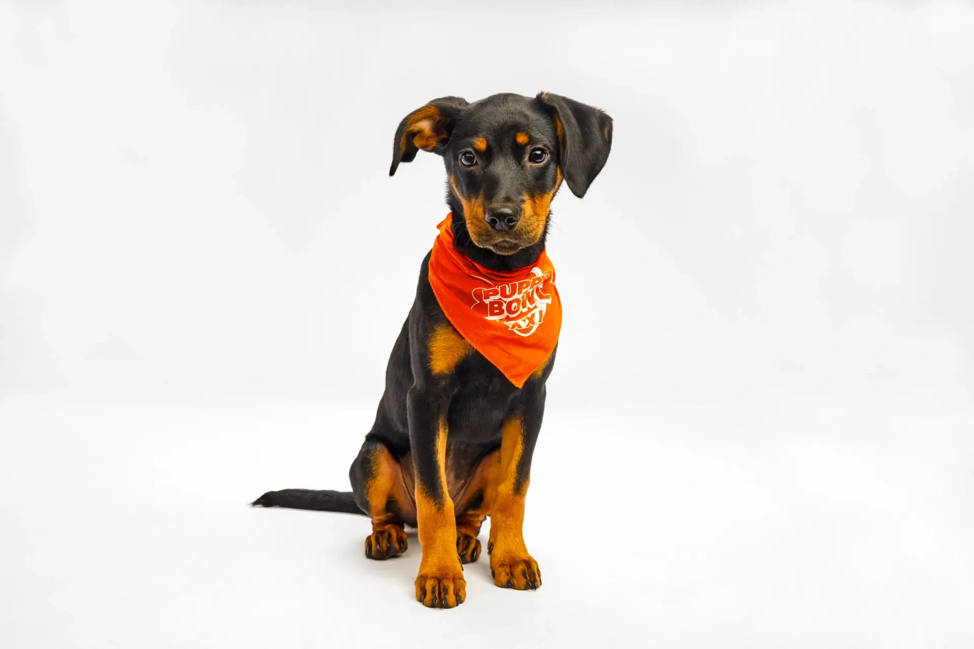 Strudel MO Five Acres Animal Shelter Ruff