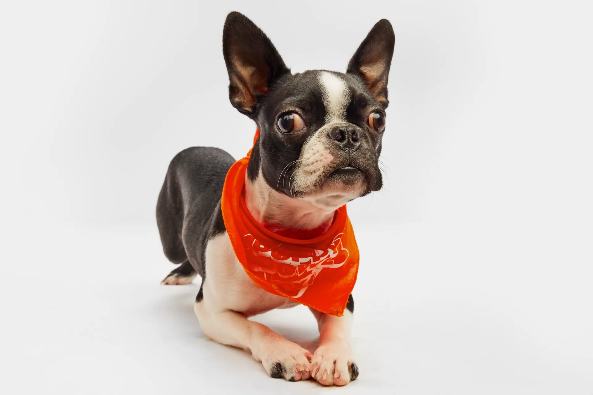 Trio NY Louies Legacy Animal Rescue Ruff