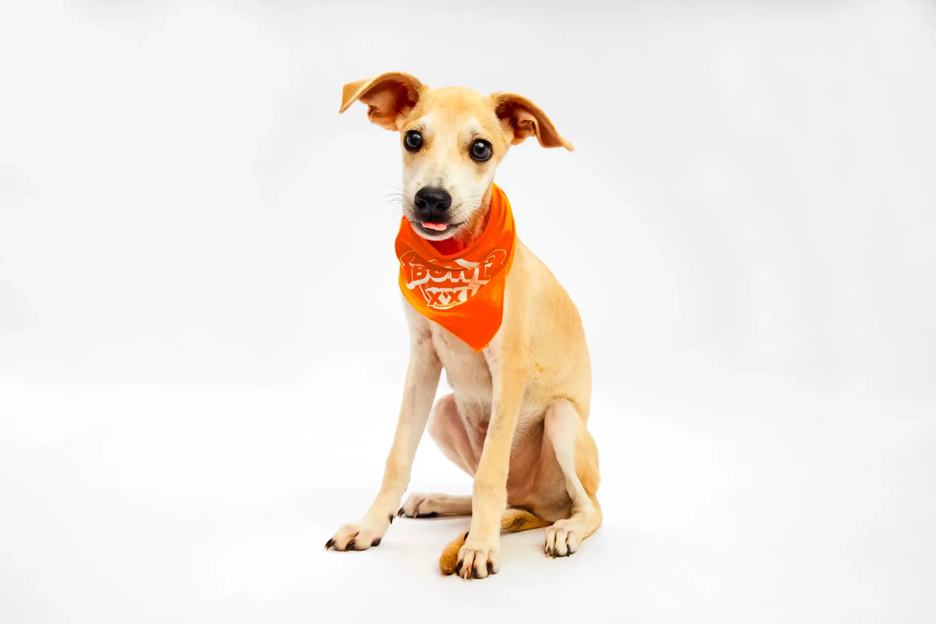 Puppy Bowl
