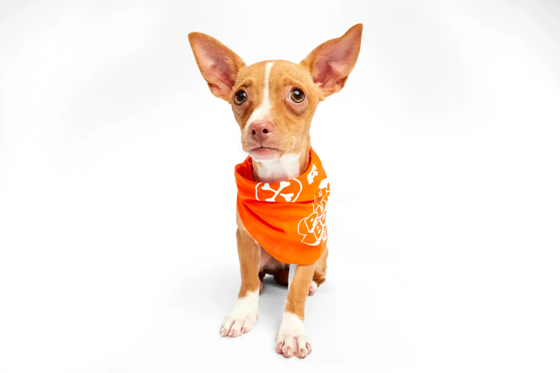 Wimberly TX Dallas Dog Ruff