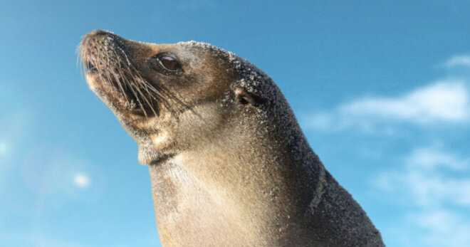 Sea Lions of the Galapagos.