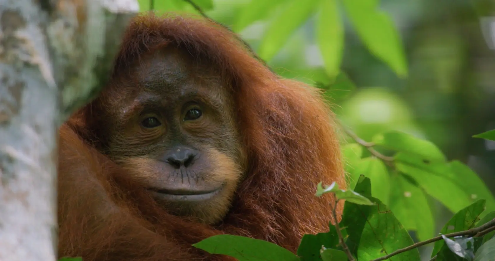 Disneynature