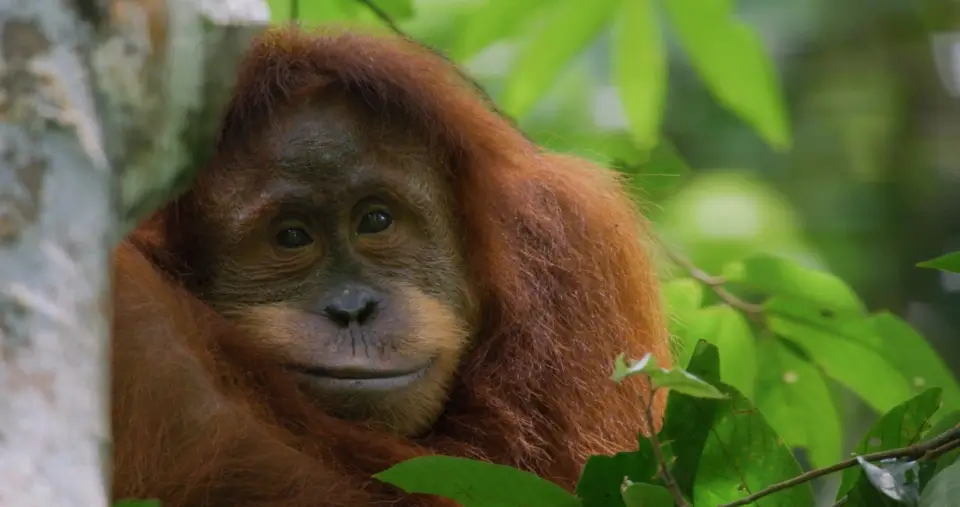 Disneynature