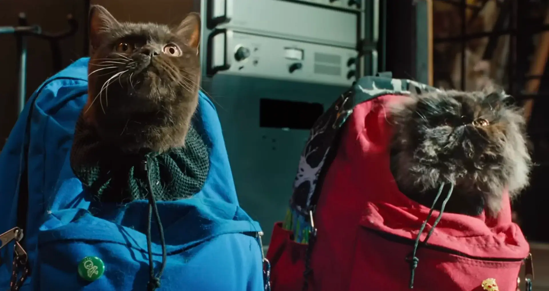 GG and Dio, the cats from The Wrong Girls